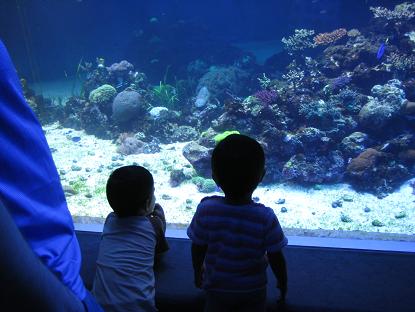 サンシャイン水族館