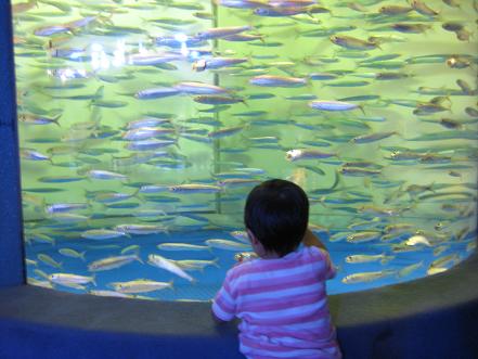 水族館2