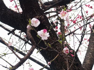 紅白桜