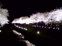 夜桜0701