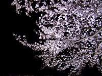 夜桜0703