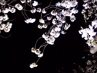 夜桜0704