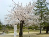 奈良公園（桜）