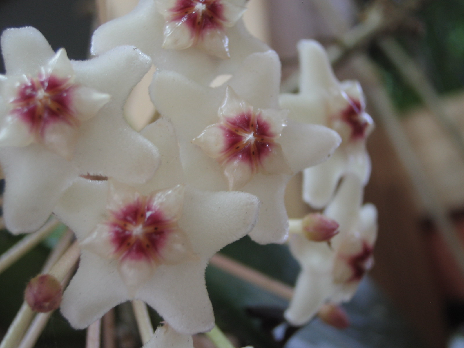 お花