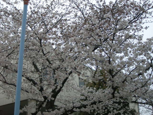 桜１.JPG