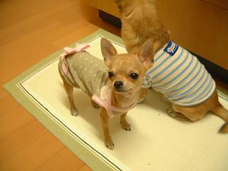 アタチもレディーの仲間入りよ♪