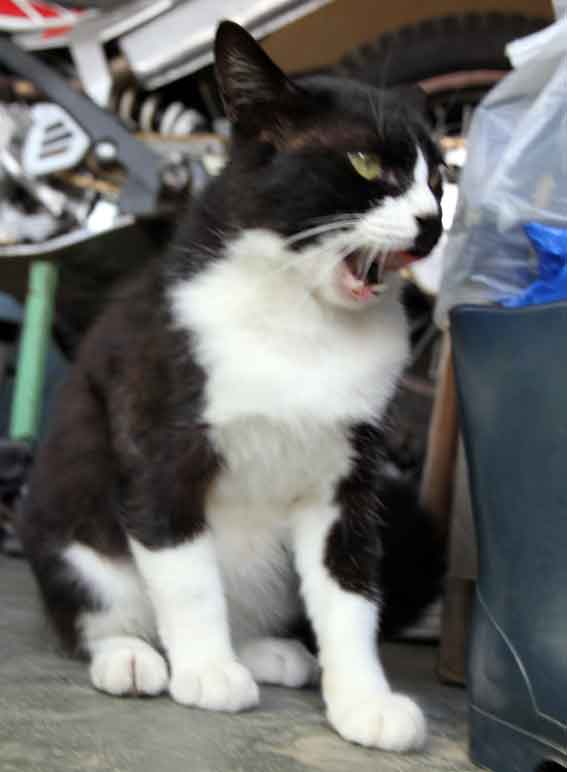 我が家のニャンコ♪9/29-2