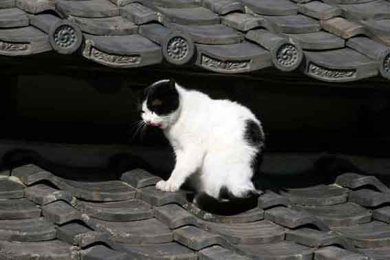 我が家のニャンコ♪1/25-2-2