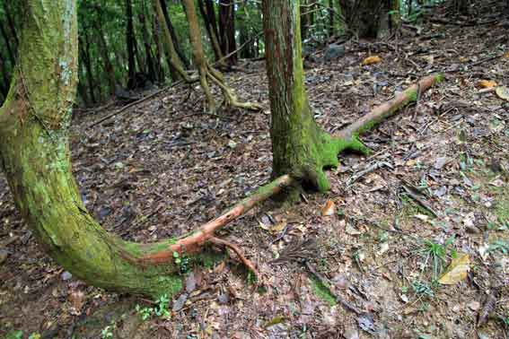 この木 変な木 木の根っこ すえドン の四方山話 楽天ブログ