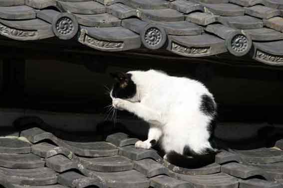 我が家のニャンコ♪1/25-4-2