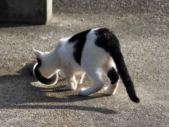 我が家のニャンコ♪8/28-2