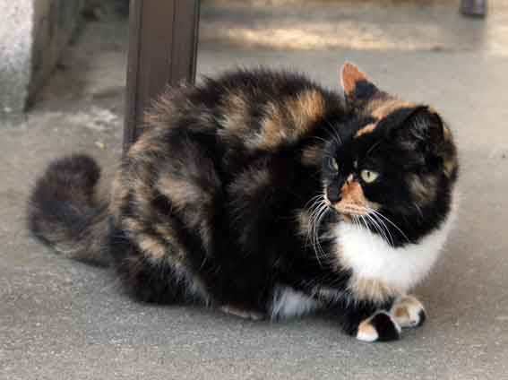 我が家のニャンコ♪10/30-2