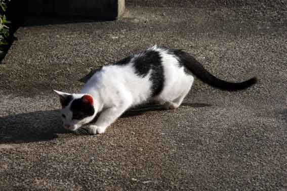 我が家のニャンコ♪8/28-3