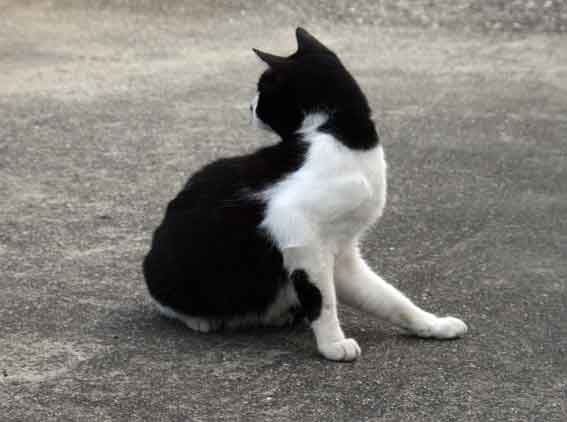 我が家のニャンコ♪10/30-3