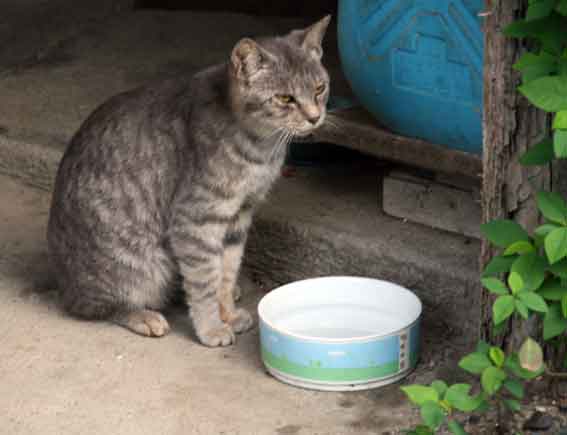 我が家のニャンコ♪10/30-4