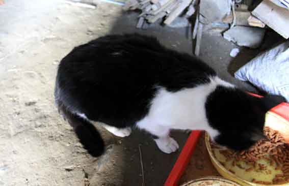 我が家のニャンコ♪12/21-2