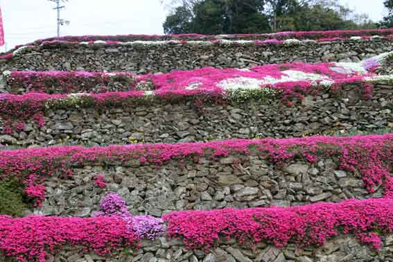高開の芝桜-1♪