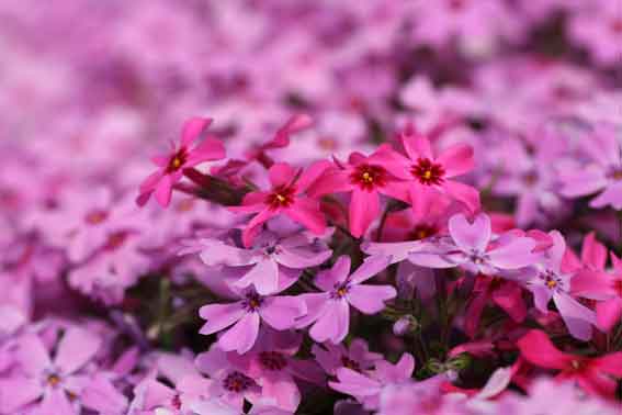 高開の芝桜-2♪