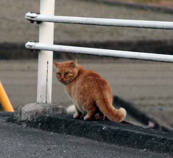 我が家のニャンコ♪2/01-2-2