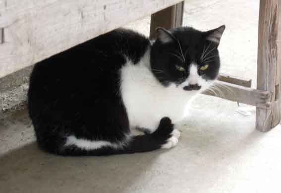 我が家のニャンコ♪12/21-3