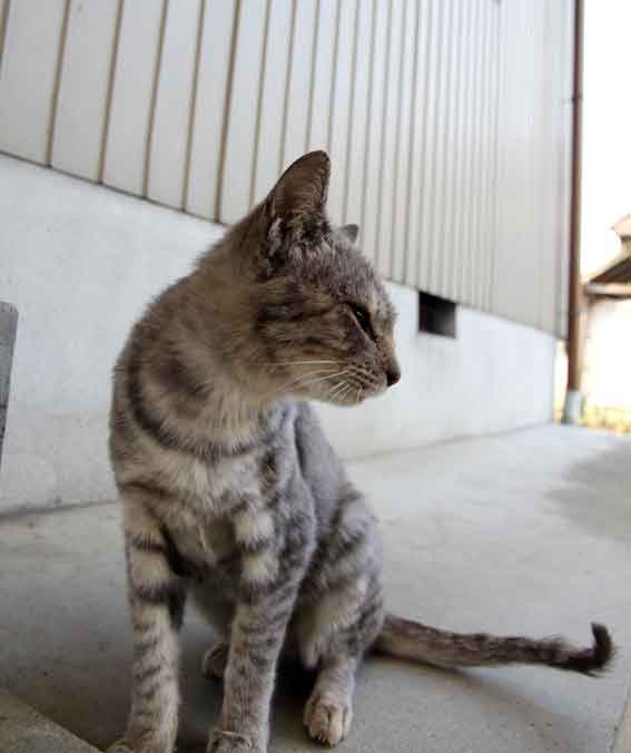 我が家のニャンコ♪10/18-2