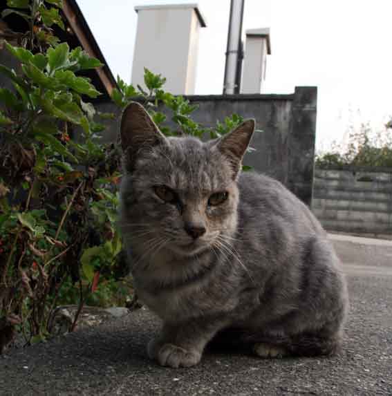 我が家のニャンコ♪10-3