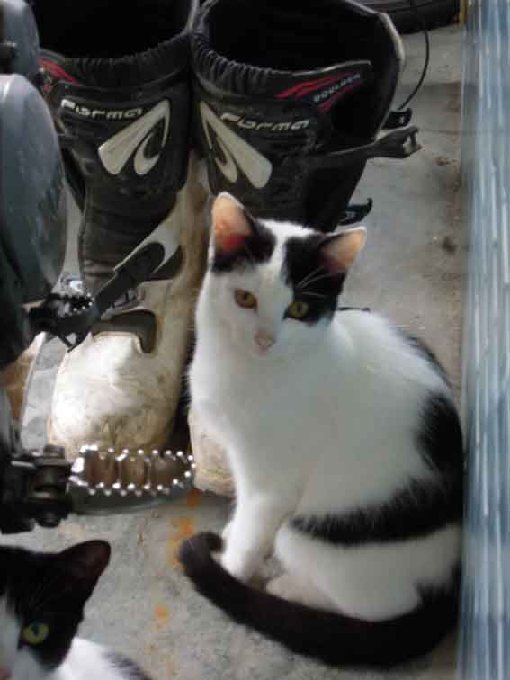 我が家のニャンコ♪10/28-3