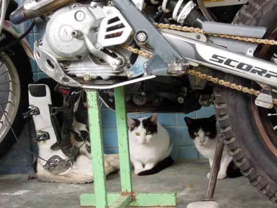 我が家のニャンコ♪10/28-4