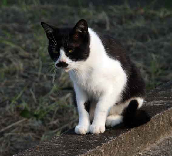 我が家のニャンコ♪10/15-2