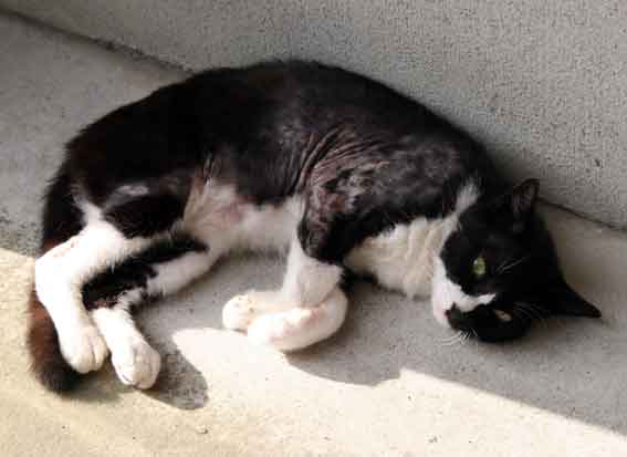 我が家のニャンコ♪8/29-2