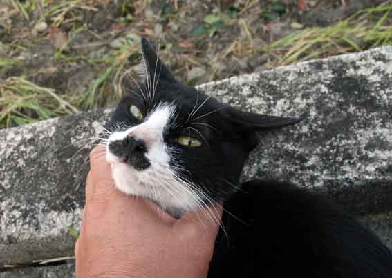 我が家のニャンコ♪10/15-3