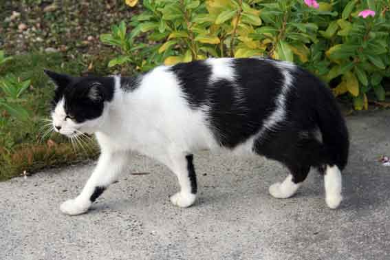 我が家のニャンコ♪10/23-2