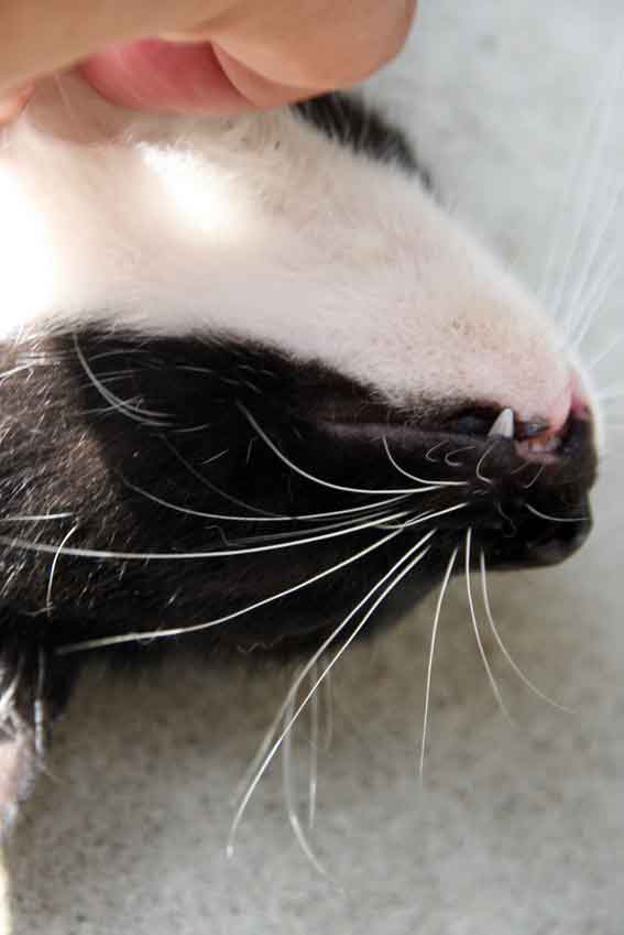 我が家のニャンコ♪8/29-3