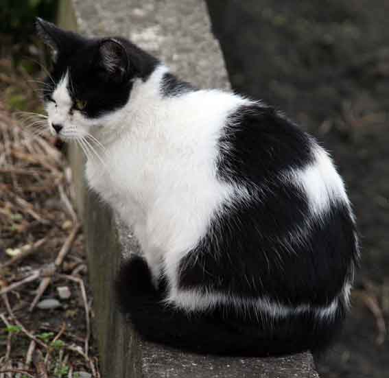 我が家のニャンコ♪10/23-3