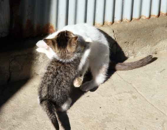 我が家のニャンコ♪12/24-2