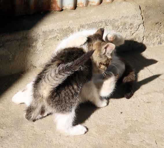 我が家のニャンコ♪12/24-3