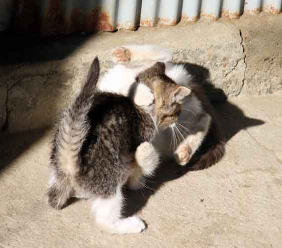 我が家のニャンコ♪12/24-4