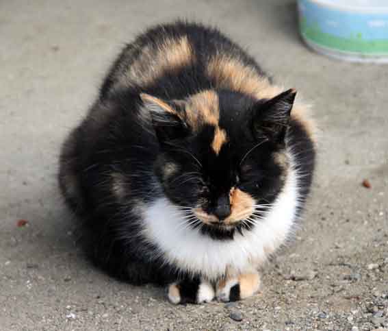 我が家のニャンコ♪10/21-2