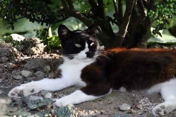 我が家のニャンコ♪5/28-2