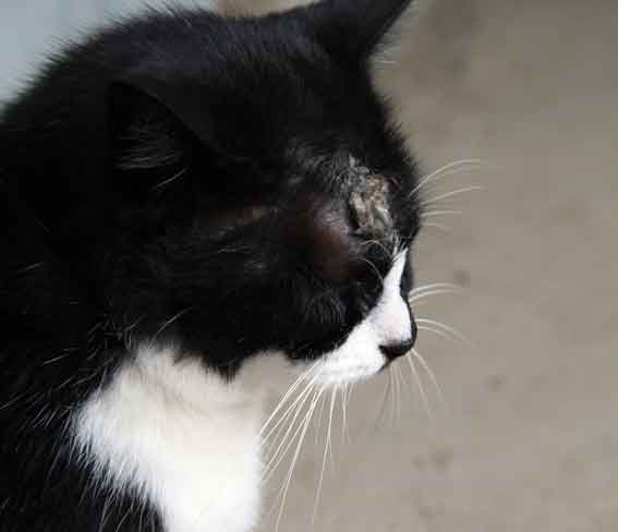 我が家のニャンコ♪10/19-2