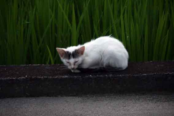 我が家のニャンコ♪7/20-2