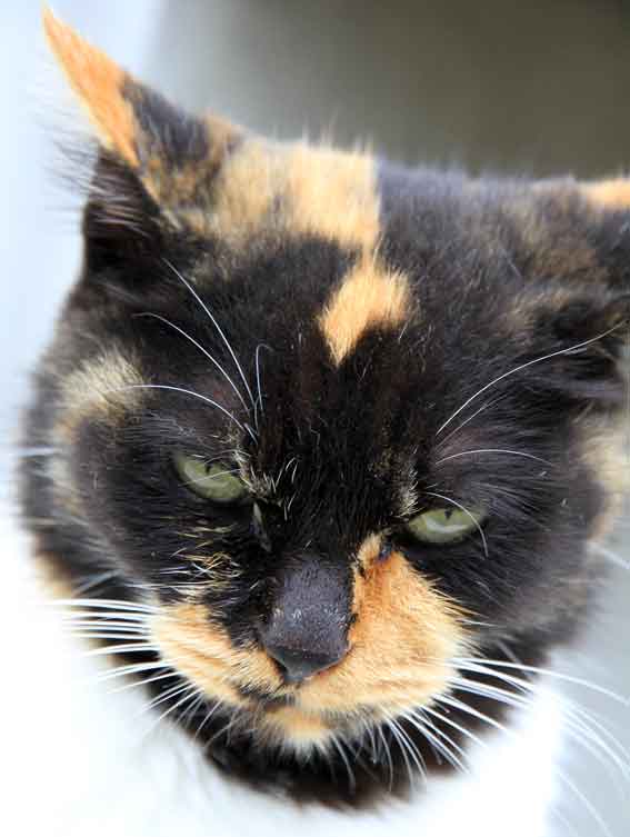 我が家のニャンコ♪11/30-2