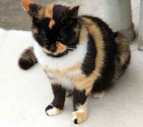 我が家のニャンコ♪11/30-3