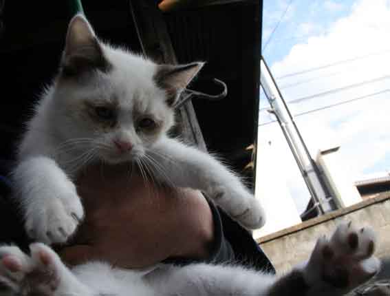 我が家のニャンコ♪12/19-2