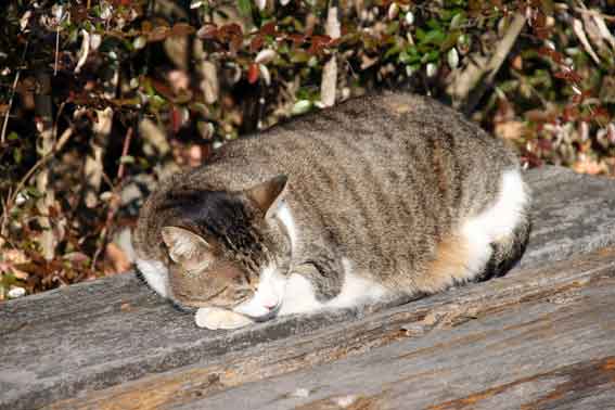 北島中央公園のニャンコ-2♪