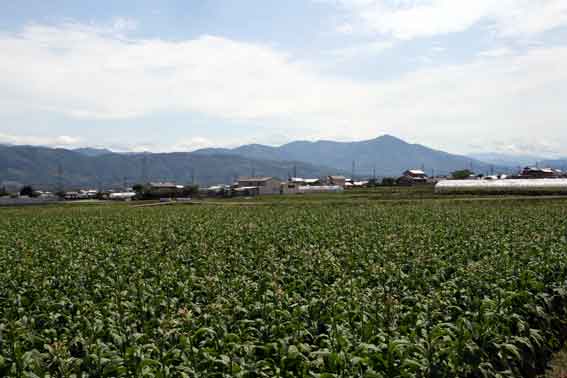 たばこの花-3♪