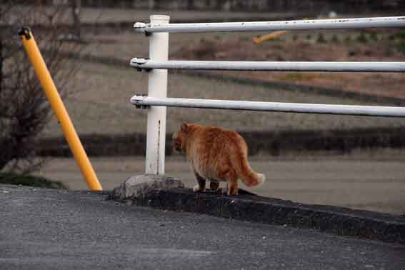 我が家のニャンコ♪2/1-01