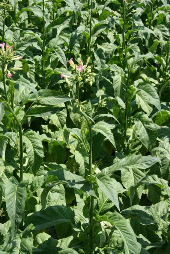 たばこの花-4♪