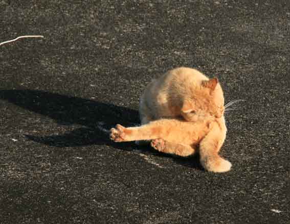 我が家のニャンコ♪4/13-2