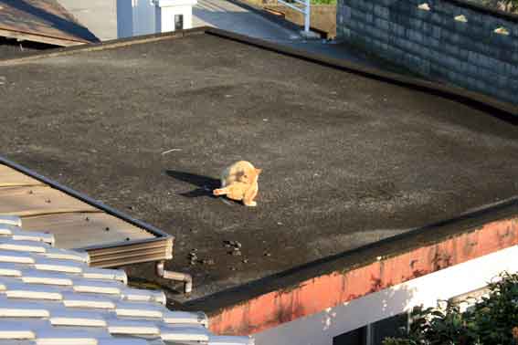 我が家のニャンコ♪4/13-3